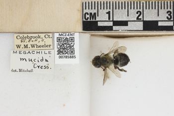 Media type: image;   Entomology 785885 Aspect: labels